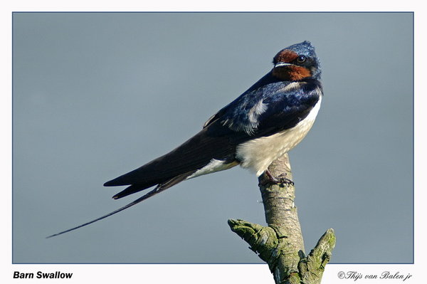 Boerenzwaluw (Hirundo rustica)