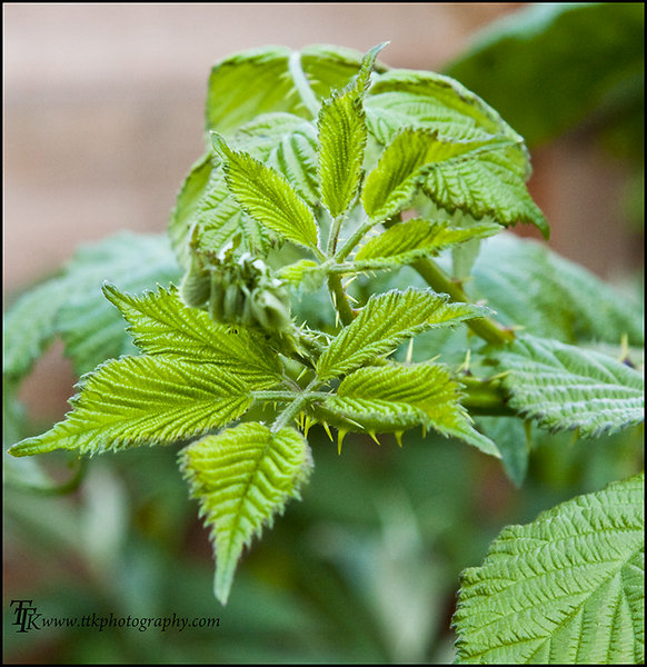 Bramble Leaves