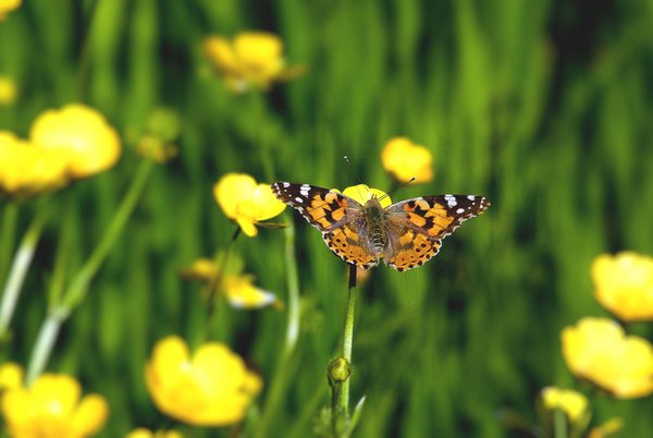 Buttercups