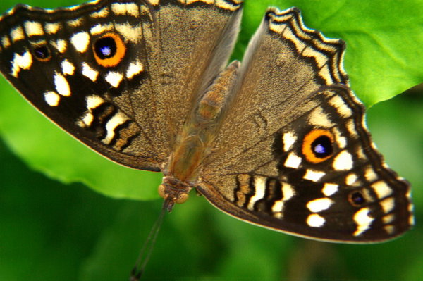 Butterfly(Lemon Pansy) Chiangmai Thailand 2009-06-26