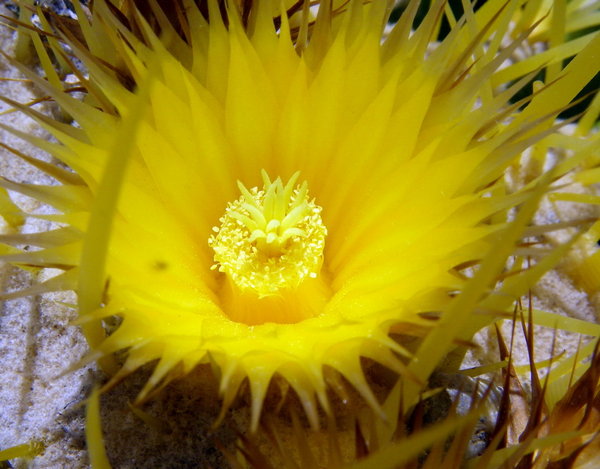 Cactus Flower2
