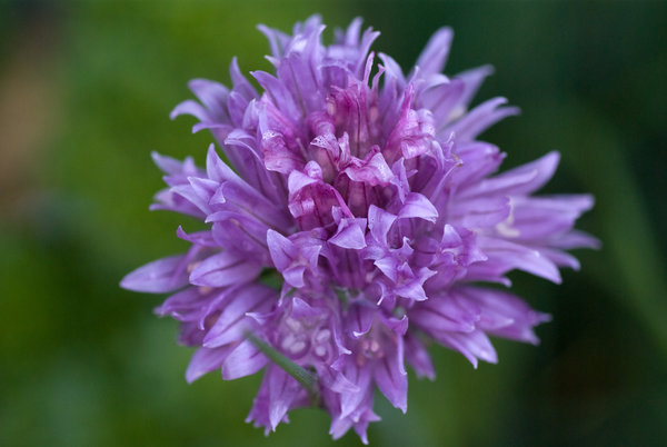 Chive flower