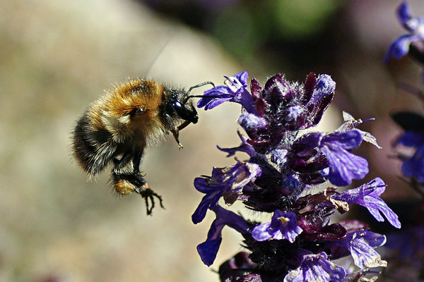 Coming in for landing.