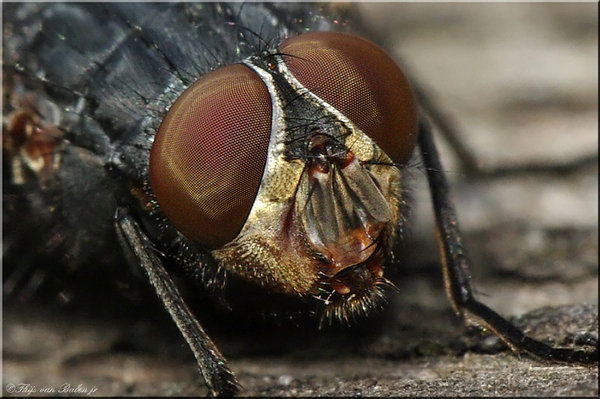 Compound eyes