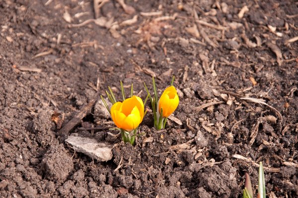 Crocus