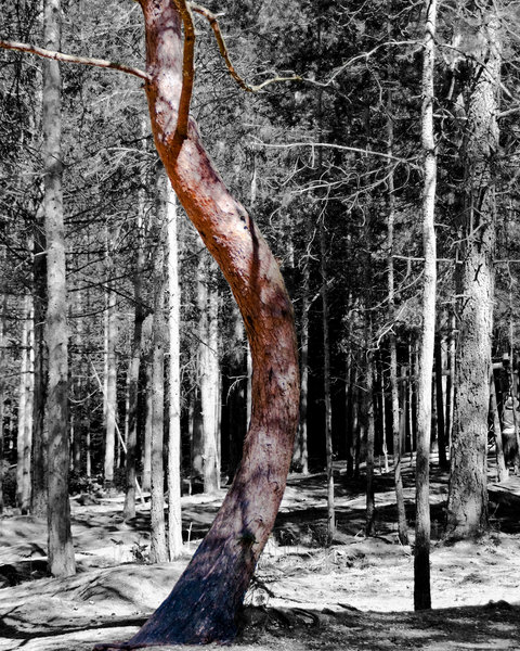 Curvy tree