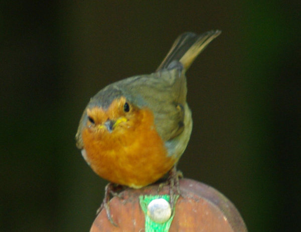 Cute Lil Robin