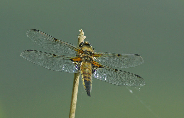 DRAGONFLY AT LACKFORD LAKES