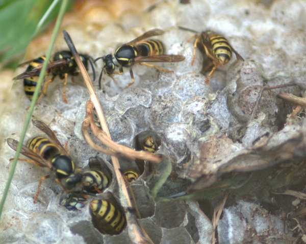 Danger - Wasps At Work