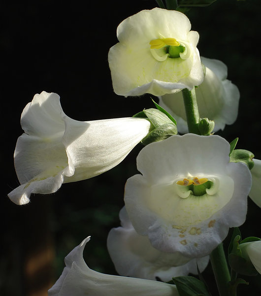 Digitalis(foxglove).