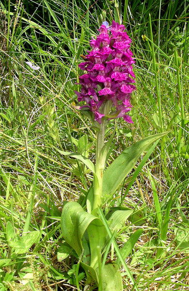 Northern marsh orchid