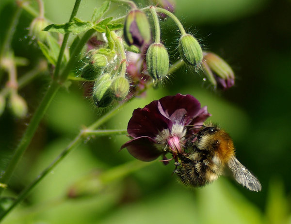 Gathering nectar