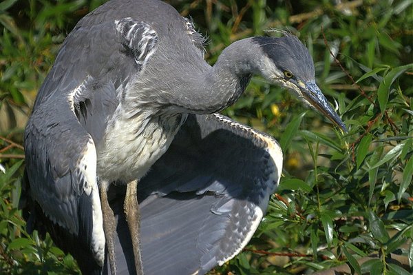 Heron close up