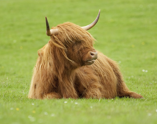 Highland Beasty