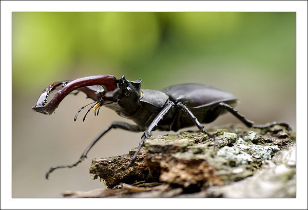 Horn-beetle
