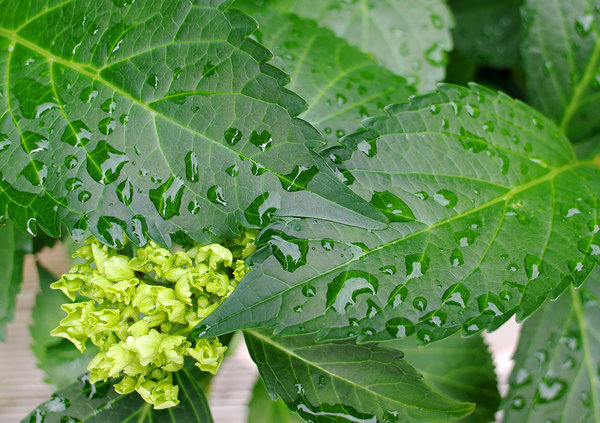 Hydrangea leaf after rain.