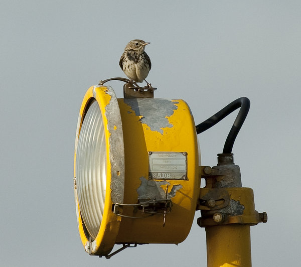 I See The Light!
