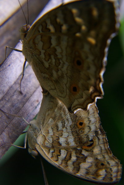 Insect in Sex #3