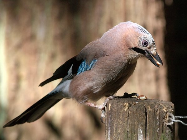 Jay