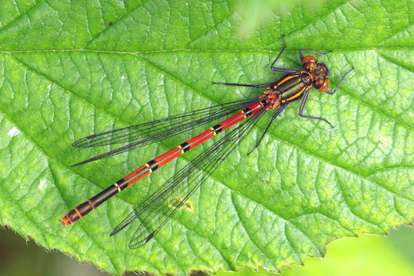 Large Red Damselfly