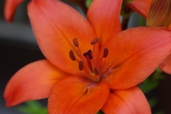 Lilly