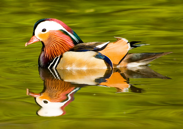 Mandarin Duck