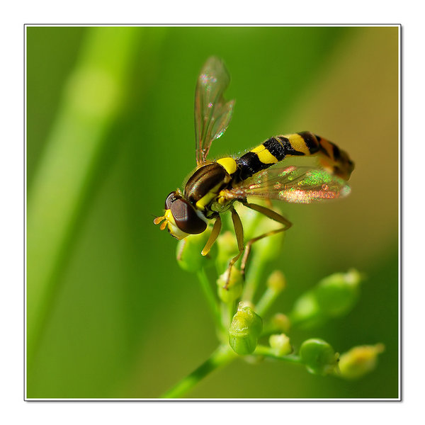 Marmalade fly