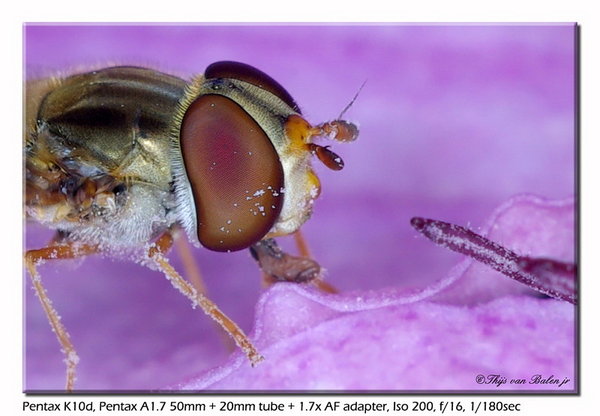 Marmalade hoverfly (Episyrphus balteatus)