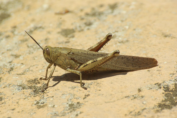 Migratory Locust