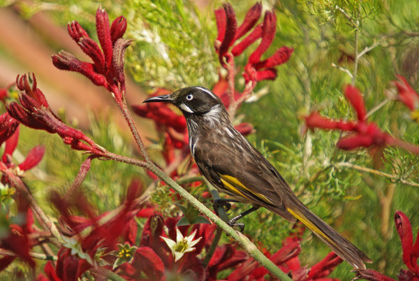 NewHolland Honeyeater