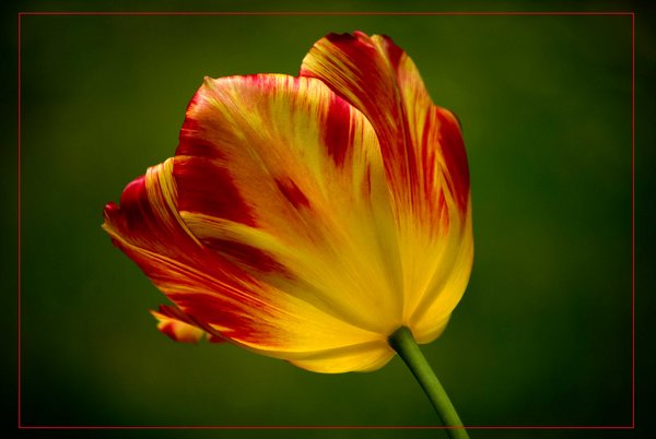 Tulip