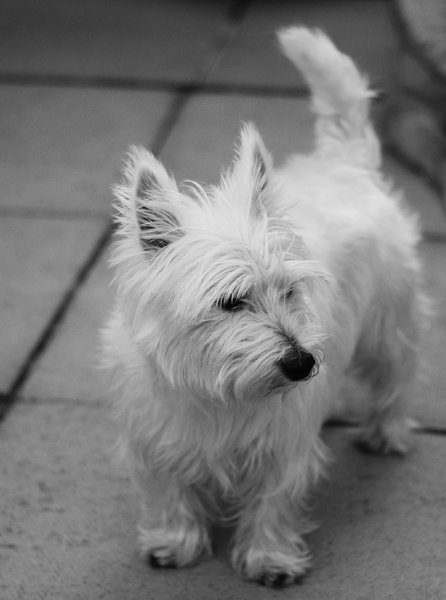 Oscar