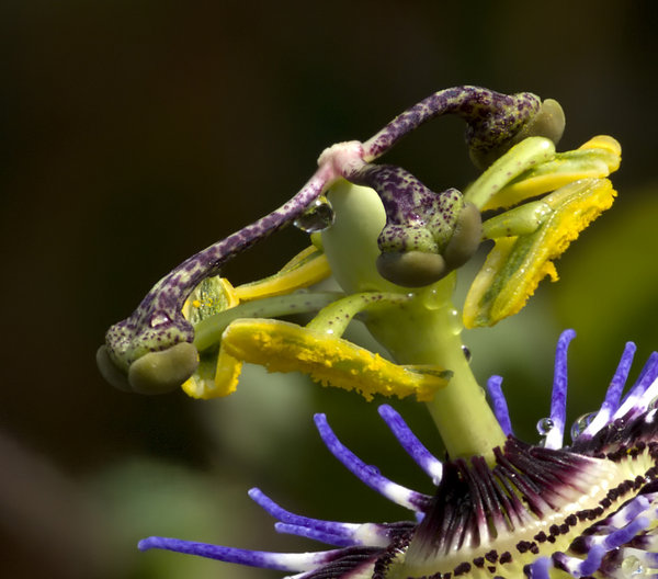 Passion Fruit flower