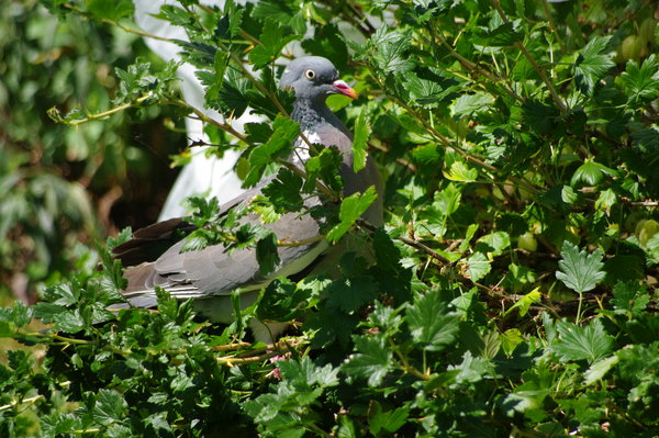 Pigeon in the Gosseberries