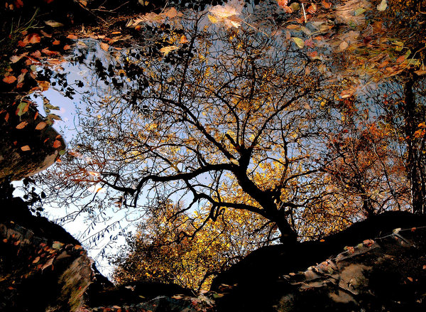 Rock Pool Reflections.