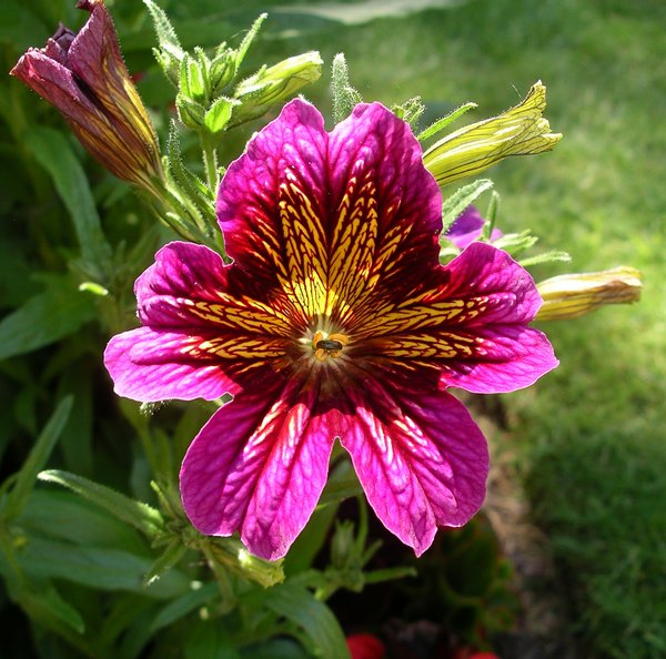 Salpiglossis flower