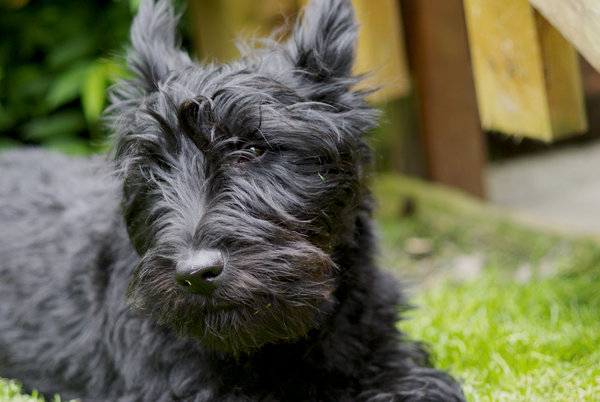 Scruffy Scottie