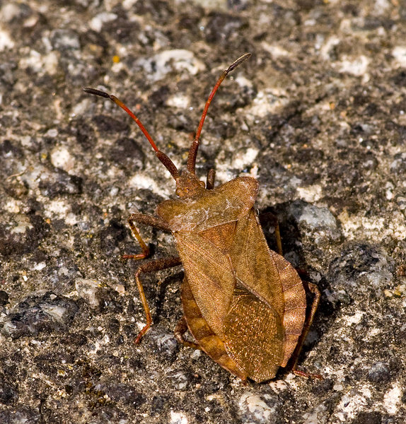 Sloe bug