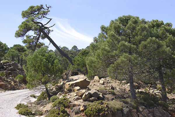 Spanish Seiria