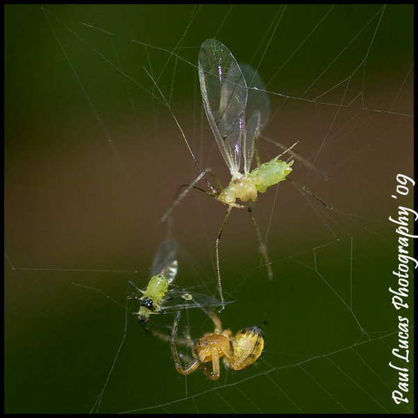 Spiders Dinner