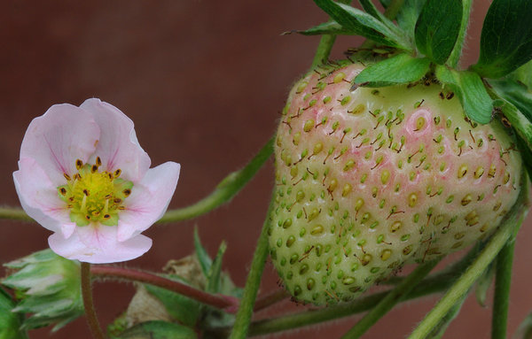 Strawberry & Flower.