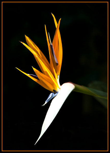 Strelitzia reginae