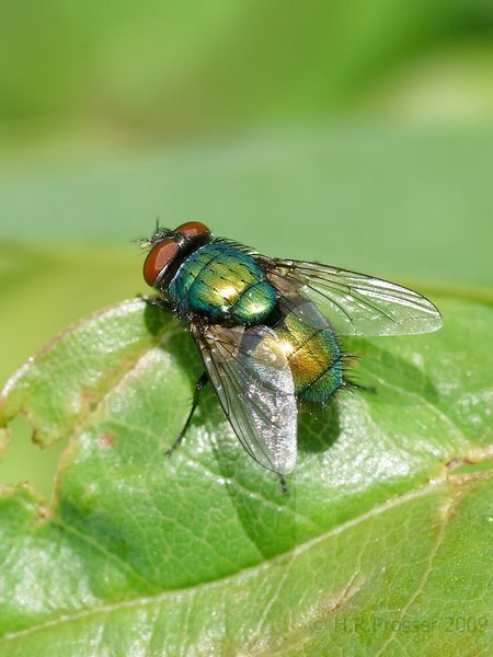 Sunbathing fly