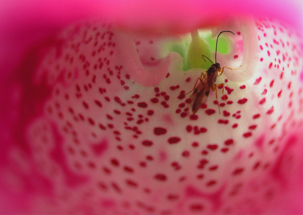 The throat of a Foxglove with fly.