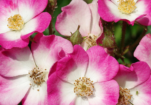 Wild Roses.