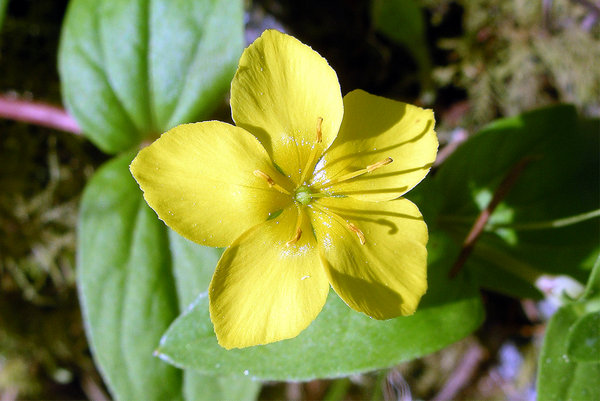 Yellow Pimpernel