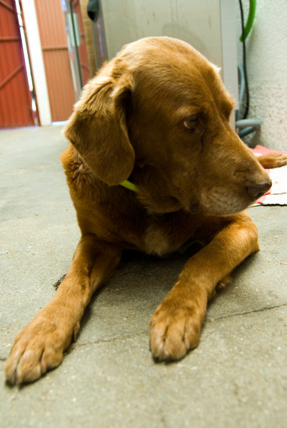 boby