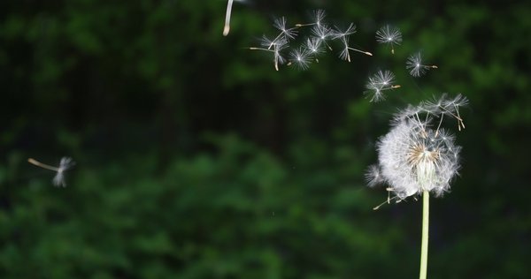 dandylion