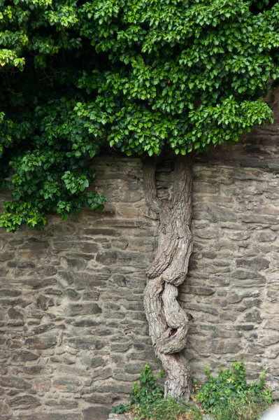 old tree