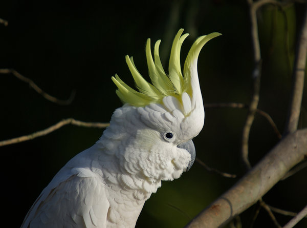 sulphur crested cockatoo